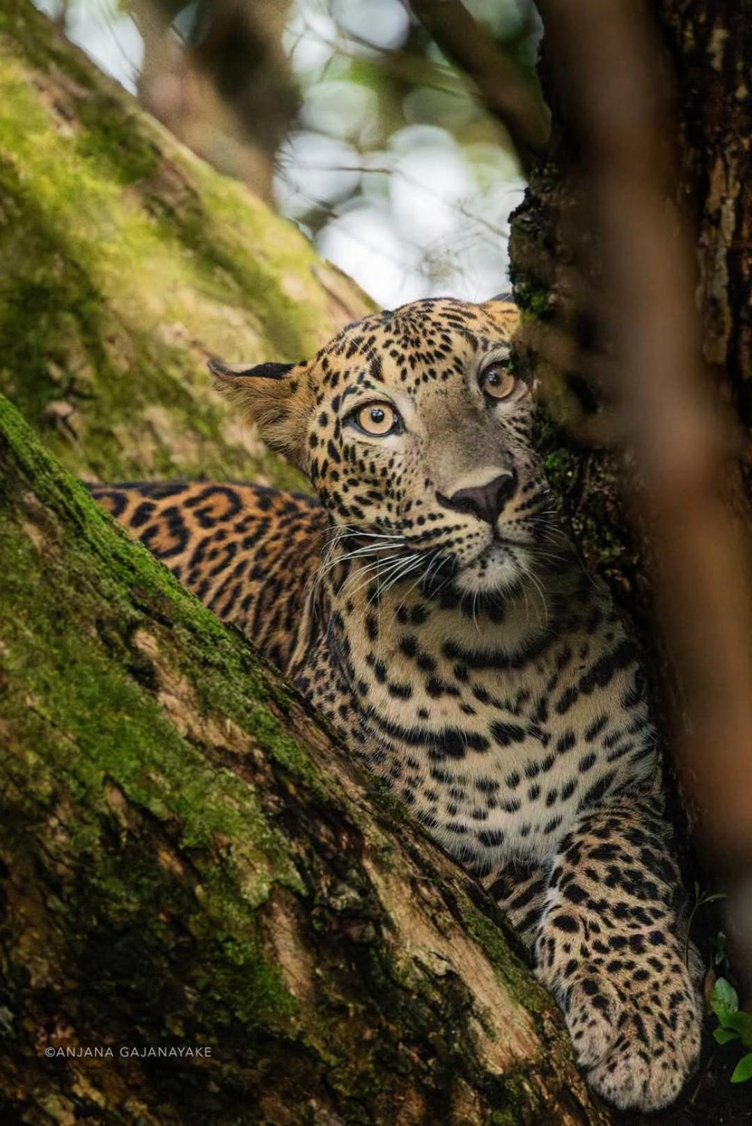 Wilpattu Green Cabin Achchamulai Zewnętrze zdjęcie